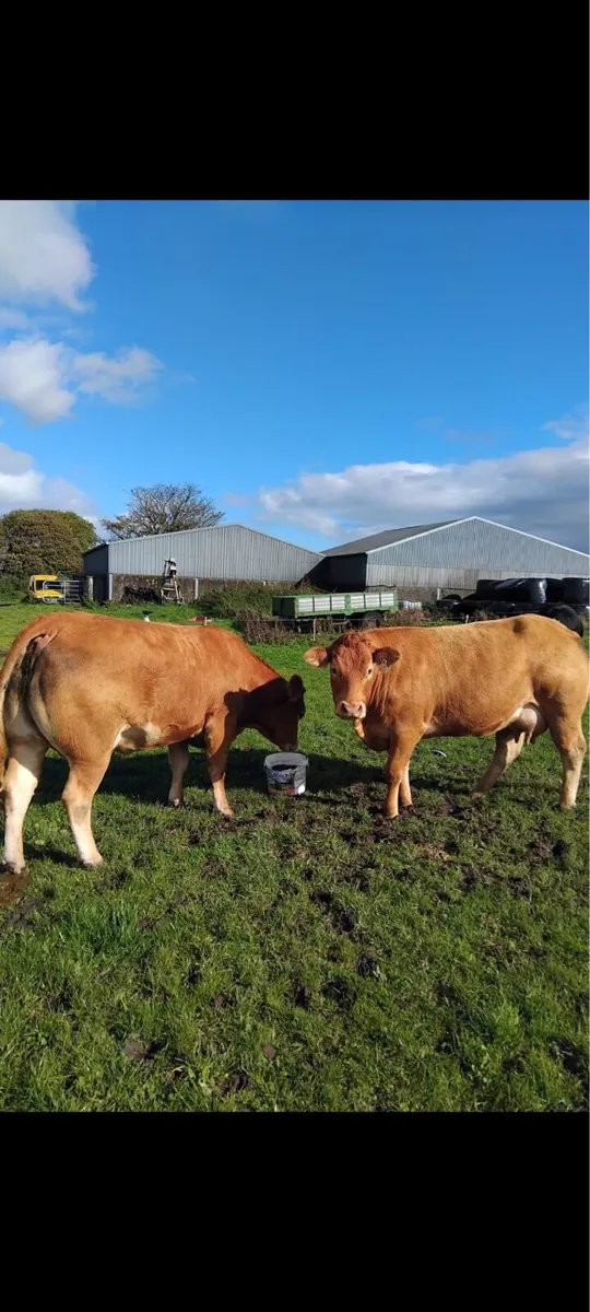 JOHN FITZPATRICK’S INAUGURAL IN-CALF HEIFER SALE - Image 4