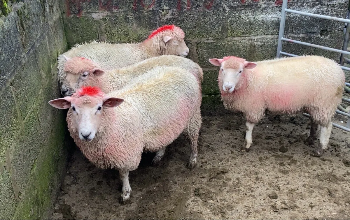 Dorset X Ewe Lambs - Image 1