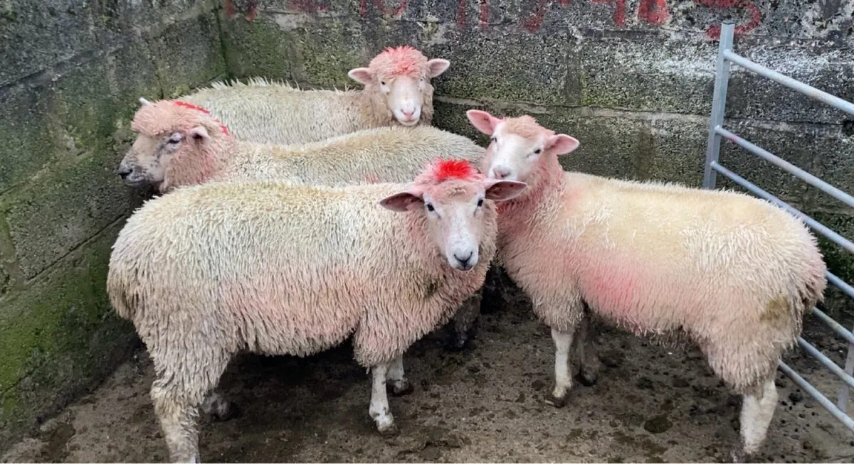 Dorset X Ewe Lambs - Image 2