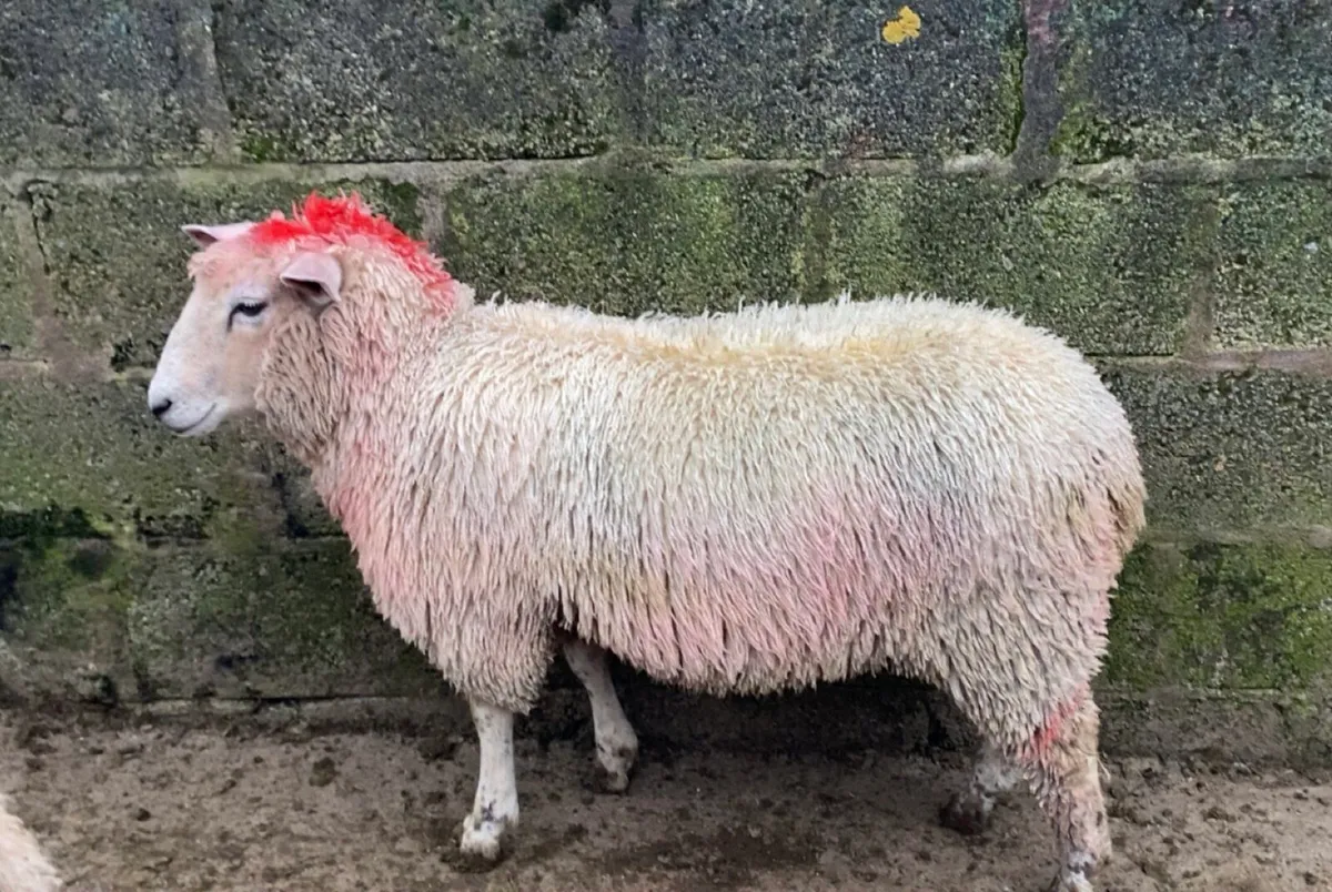 Dorset X Ewe Lambs - Image 3