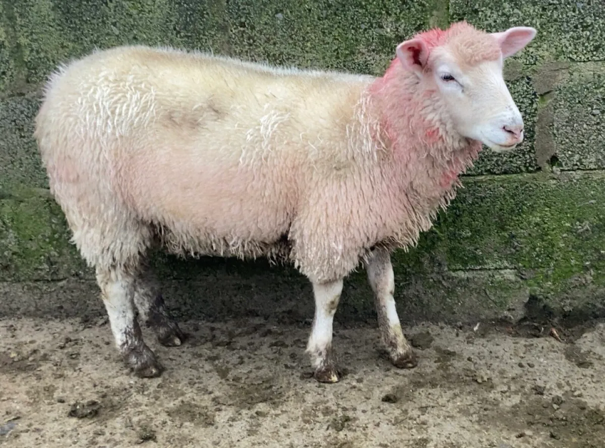 Dorset X Ewe Lambs - Image 4