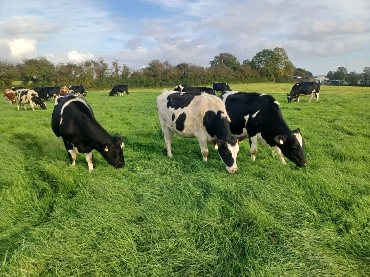 Incalf heifers - Image 1