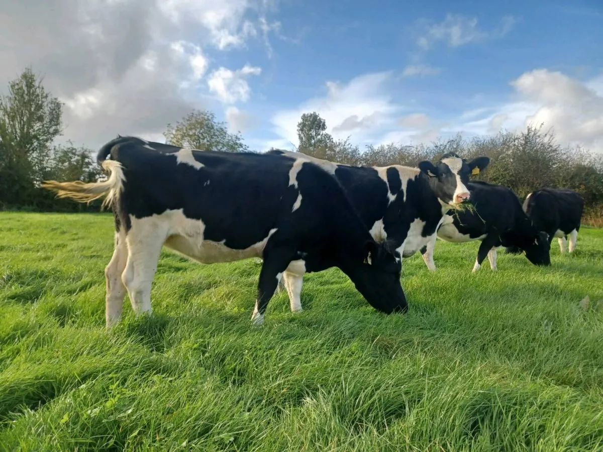 Incalf heifers - Image 2