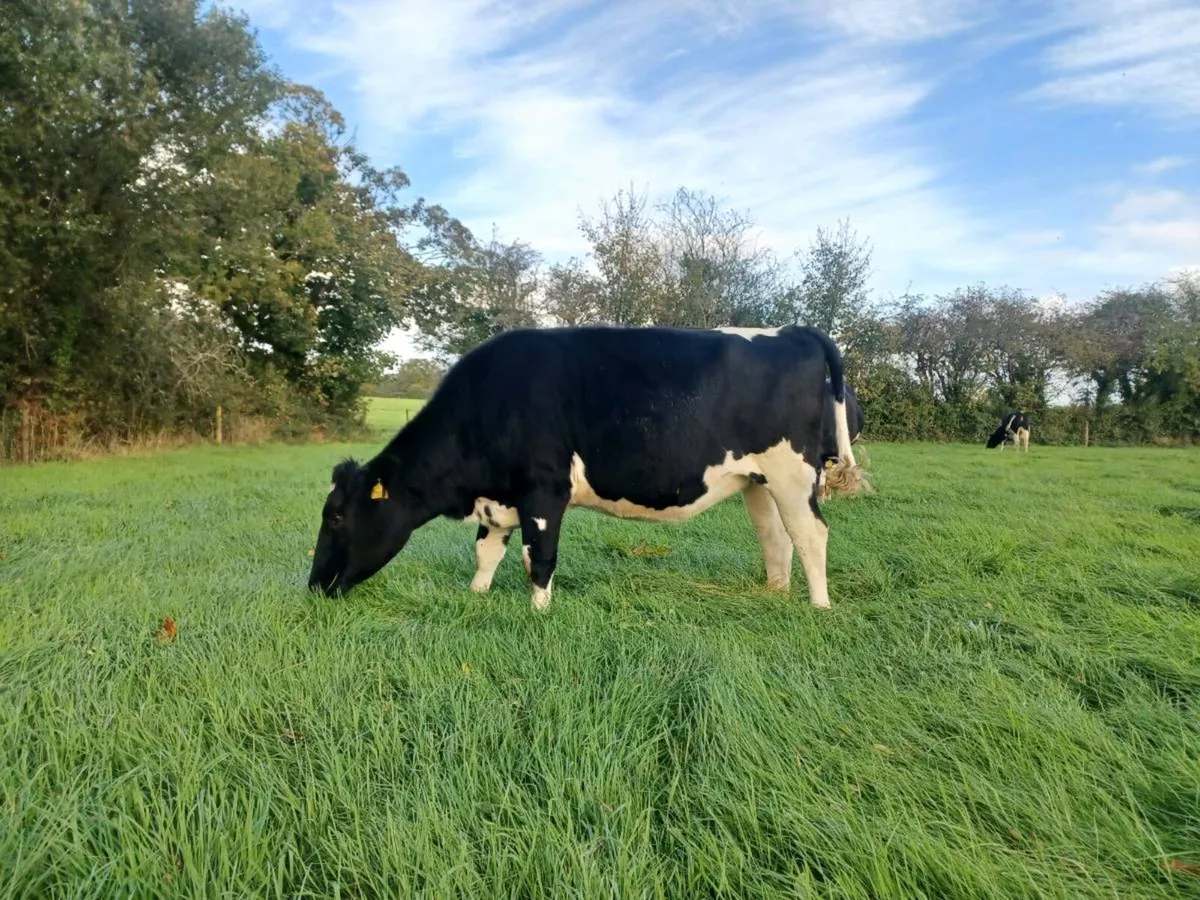Incalf heifers - Image 3