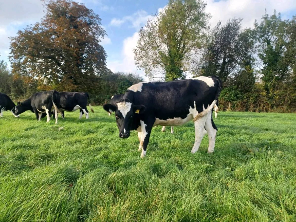 Incalf heifers - Image 4