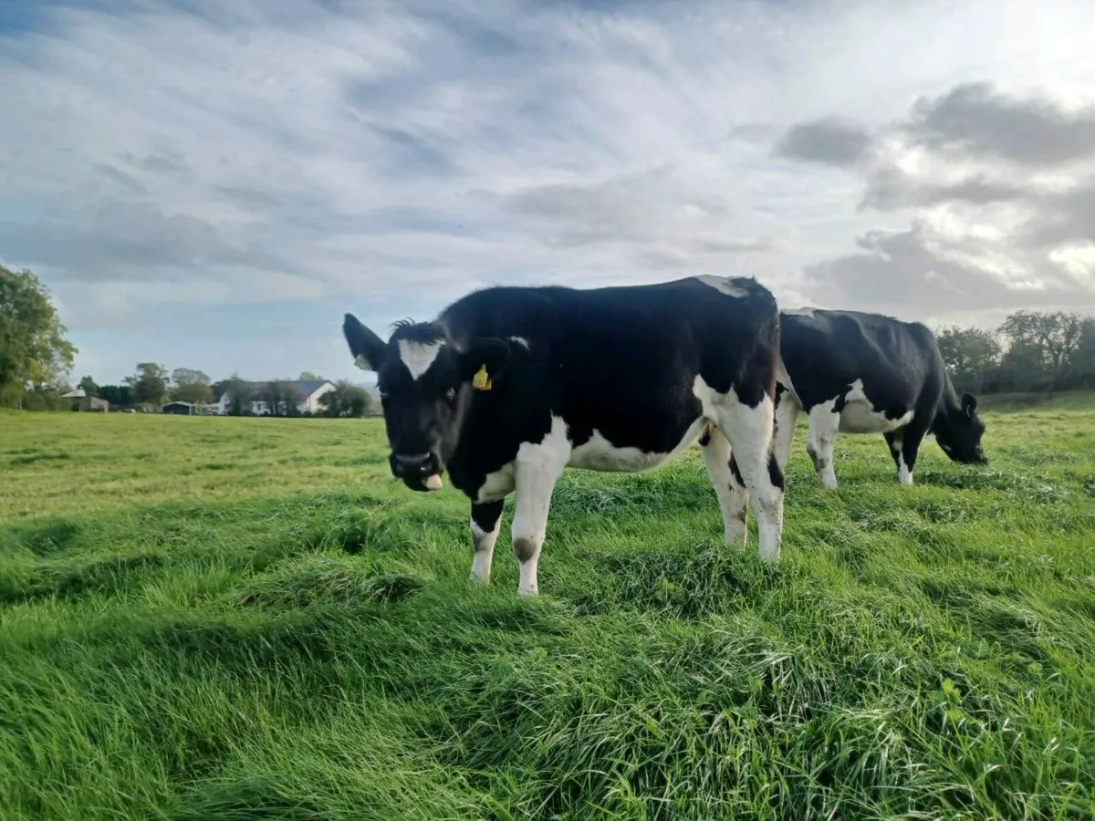 Incalf heifers - Image 1