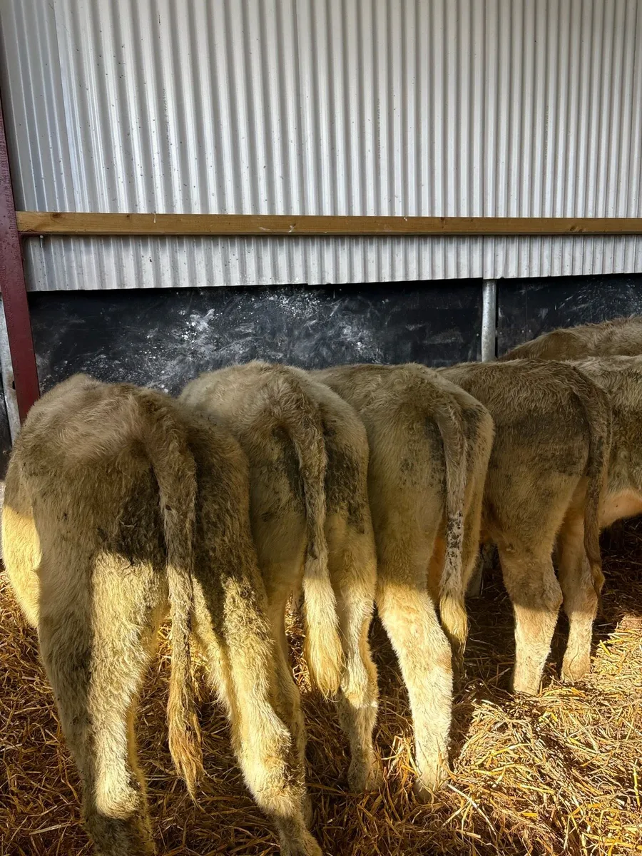 7 super 240kg Charlie bullocks 🔥 - Image 4