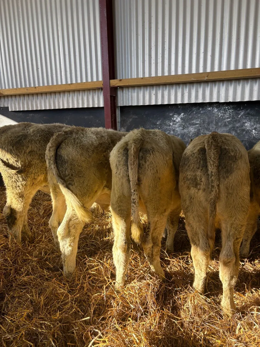 7 super 240kg Charlie bullocks 🔥 - Image 1