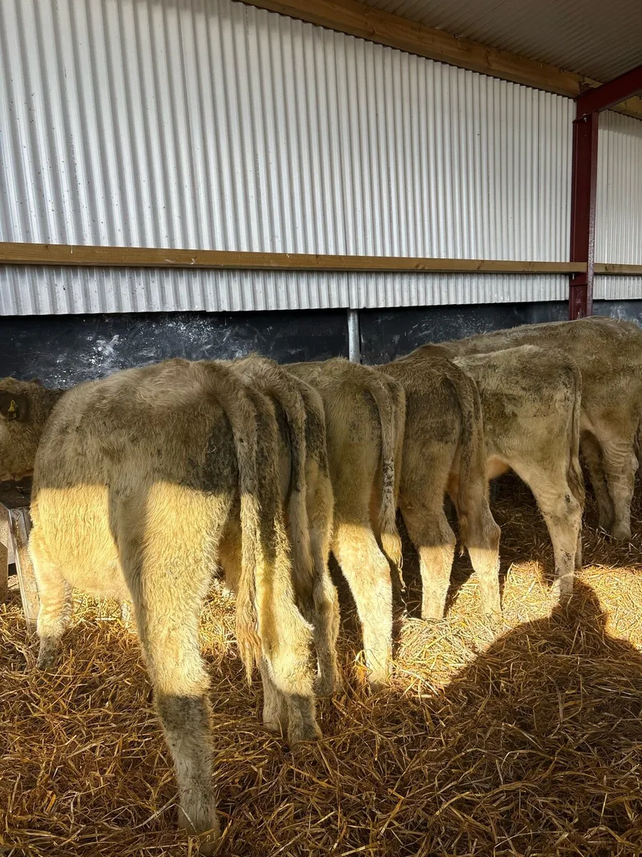 7 super 240kg Charlie bullocks 🔥 - Image 2