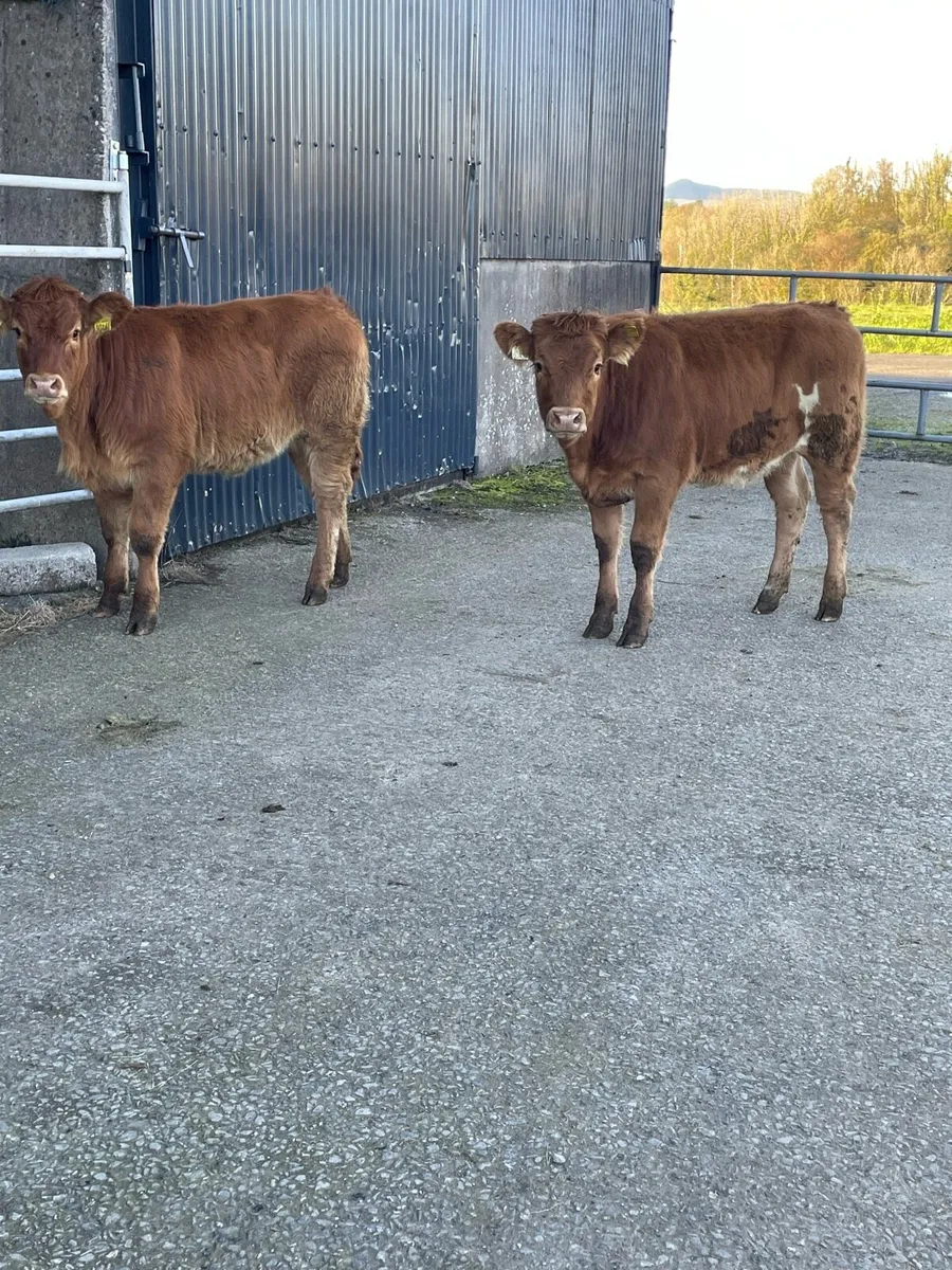 2 super 5⭐️star heifer weanlings cow makers - Image 2