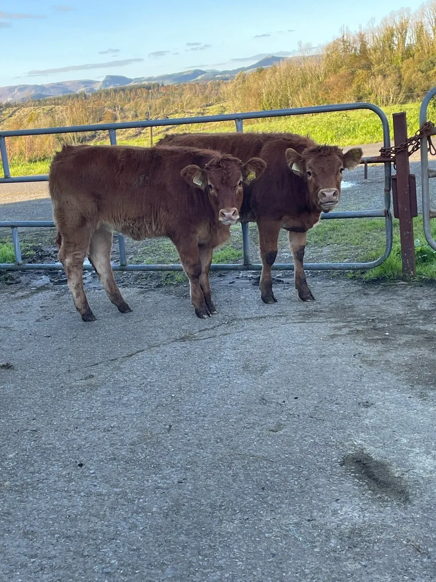 2 super 5⭐️star heifer weanlings cow makers - Image 3