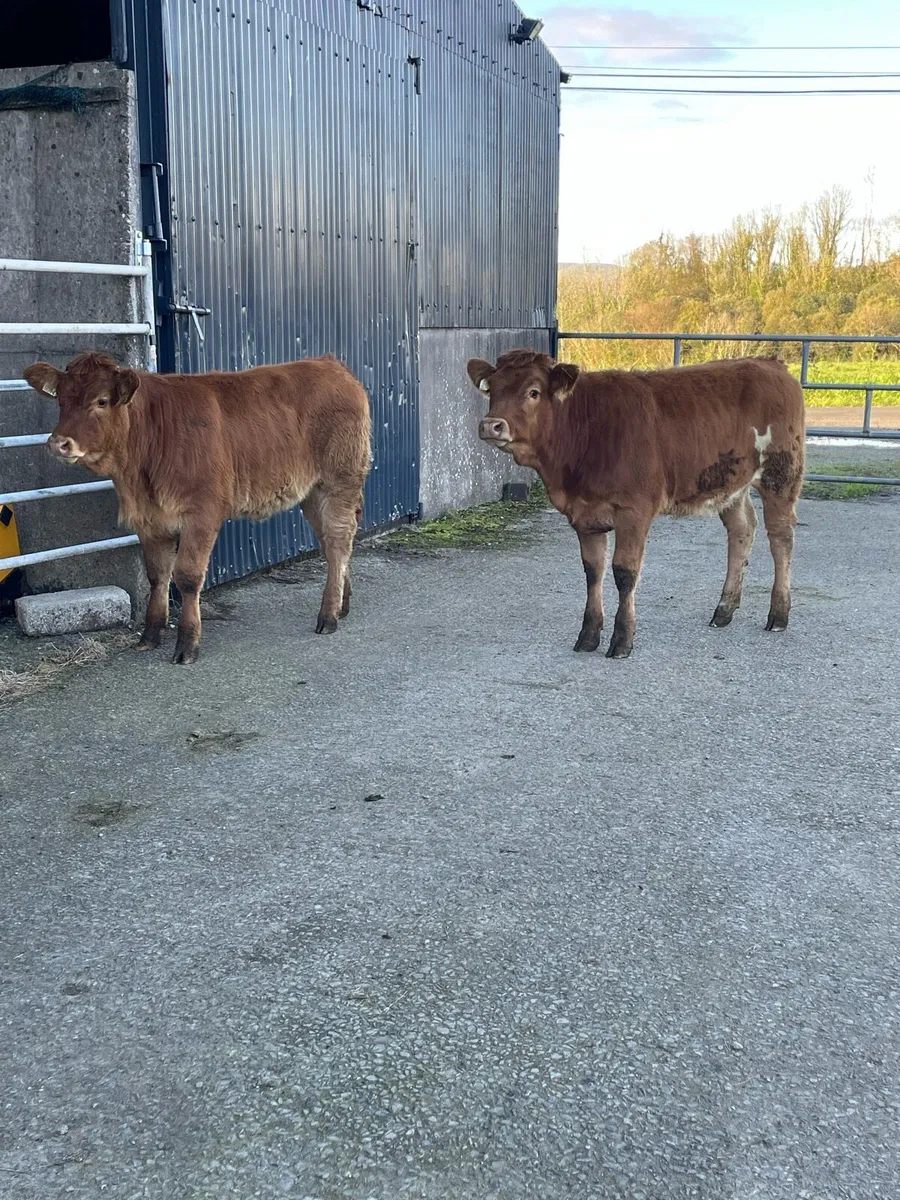2 super 5⭐️star heifer weanlings cow makers - Image 1