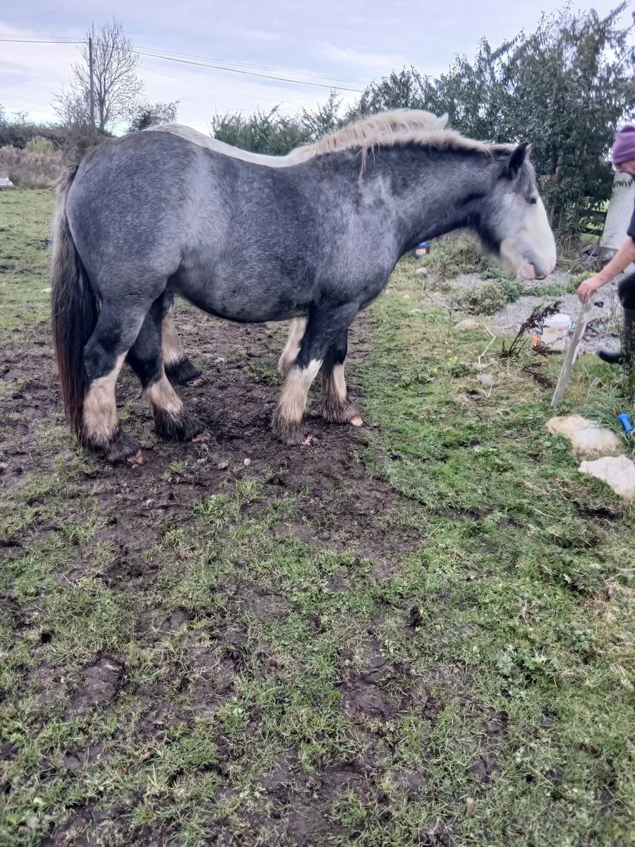 Rising 3 year old cob filly to make 15.2 - Image 1