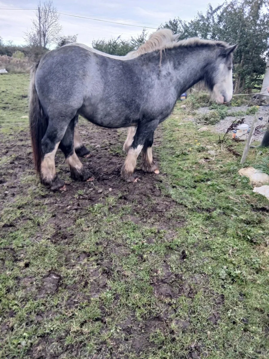 Rising 3 year old cob filly to make 15.2 - Image 2