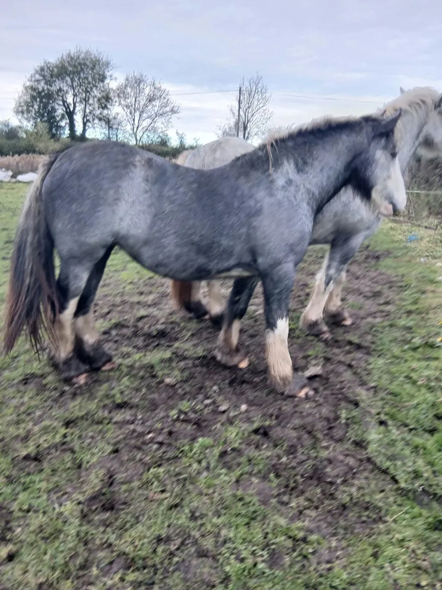 Rising 3 year old cob filly to make 15.2 - Image 3