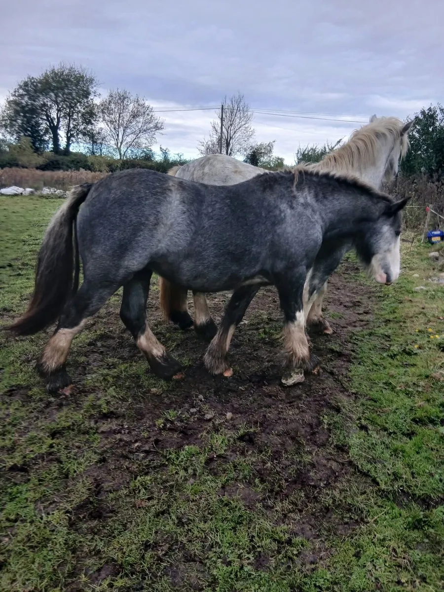 Rising 3 year old cob filly to make 15.2 - Image 4