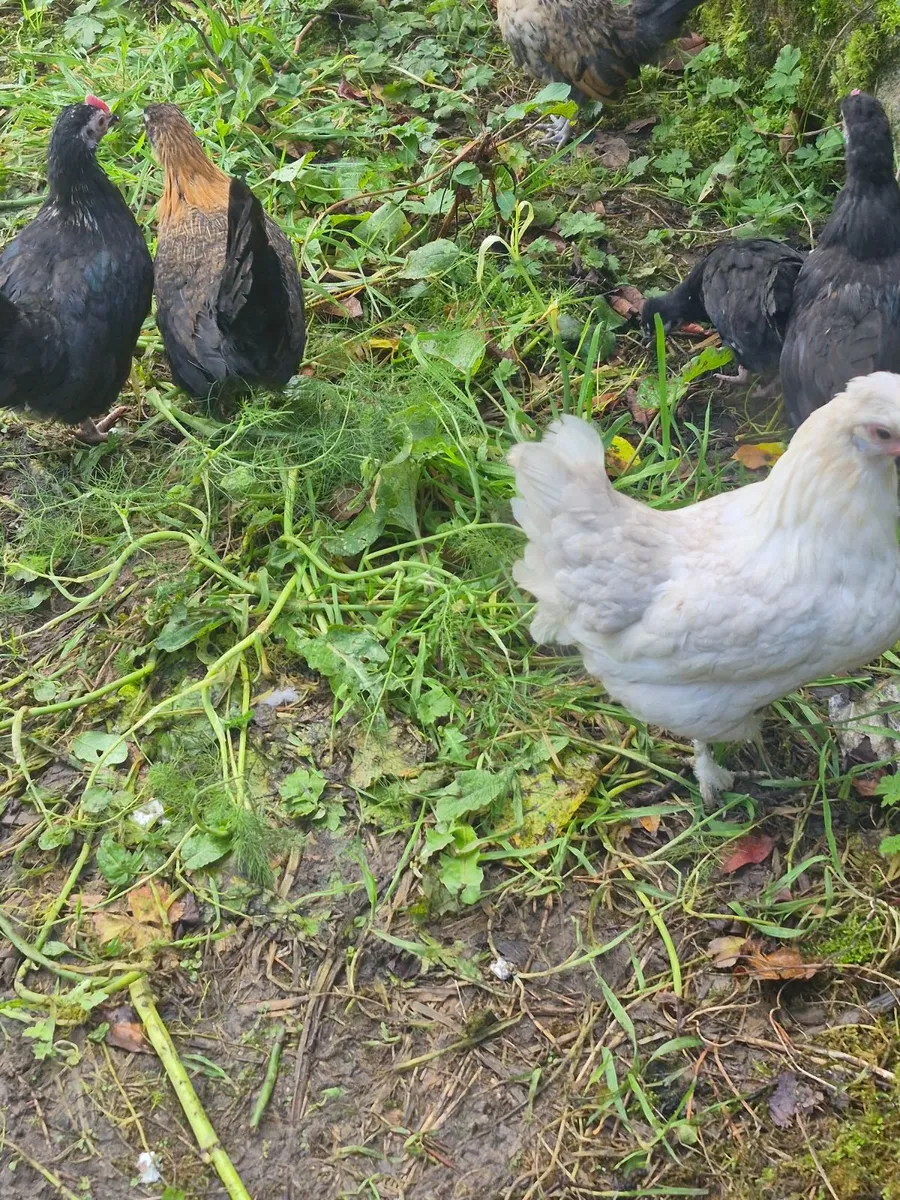 Bantams - Image 1