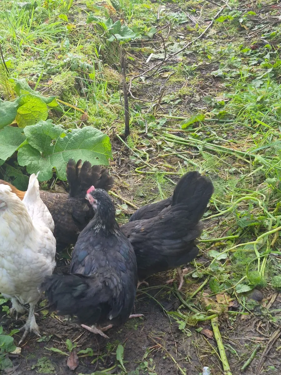 Bantams - Image 2