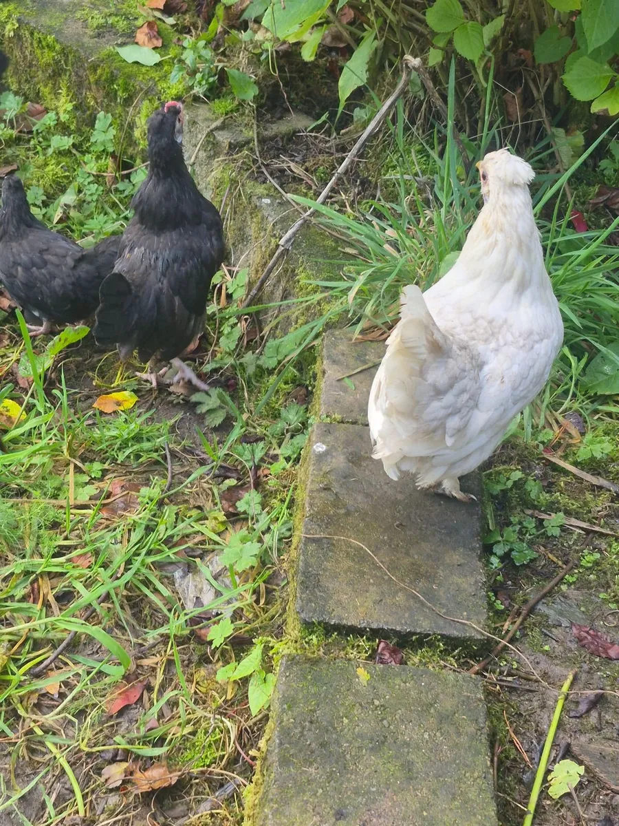 Bantams - Image 3