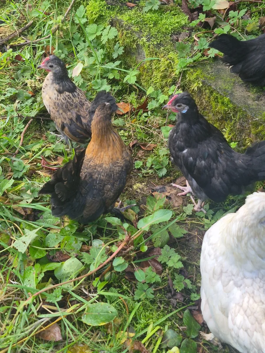 Bantams - Image 4