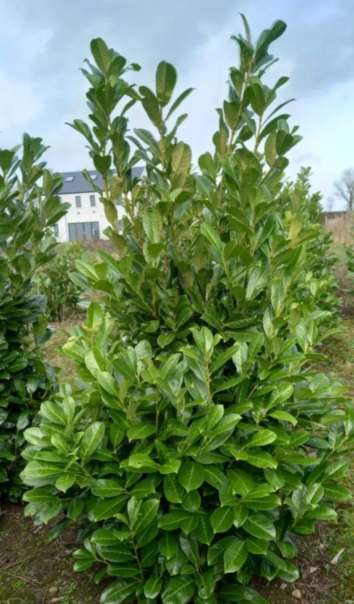 Rootball 5/6 ft laurels for sale - Image 2