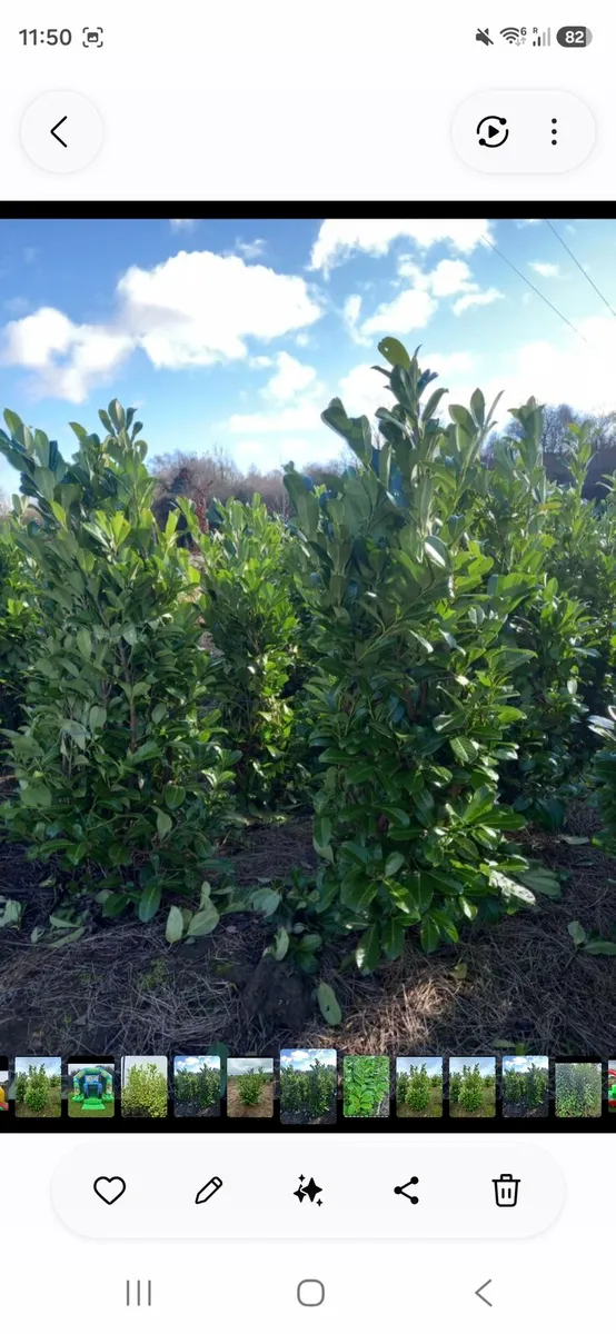 Rootball 5/6 ft laurels for sale - Image 1