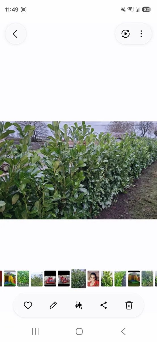Rootball 5/6 ft laurels for sale - Image 3