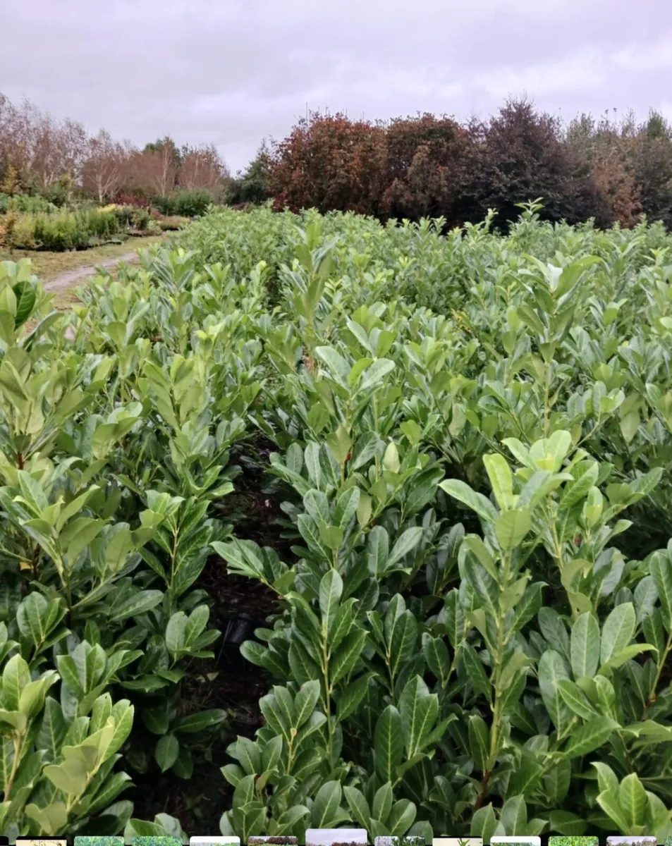 Rootball 5/6 ft laurels for sale - Image 4