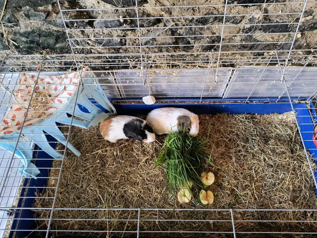 Guinea pigs - Image 2