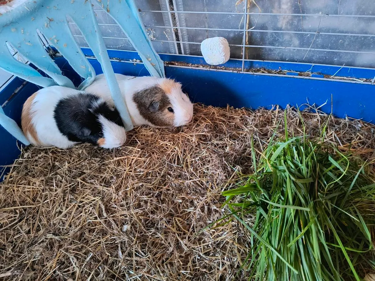Guinea pigs - Image 1