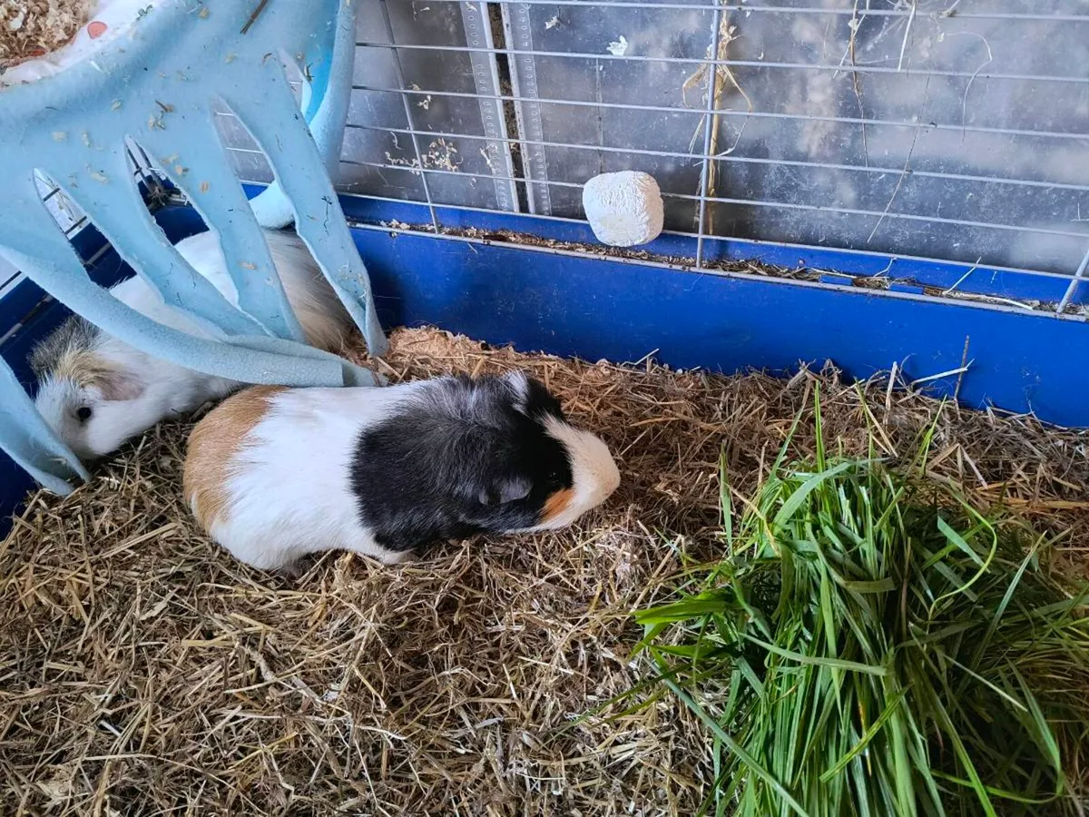 Guinea pigs - Image 3