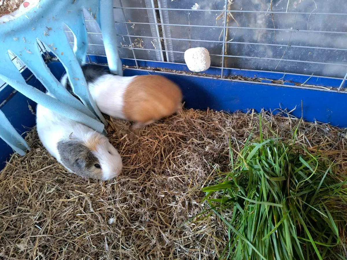 Guinea pigs - Image 4