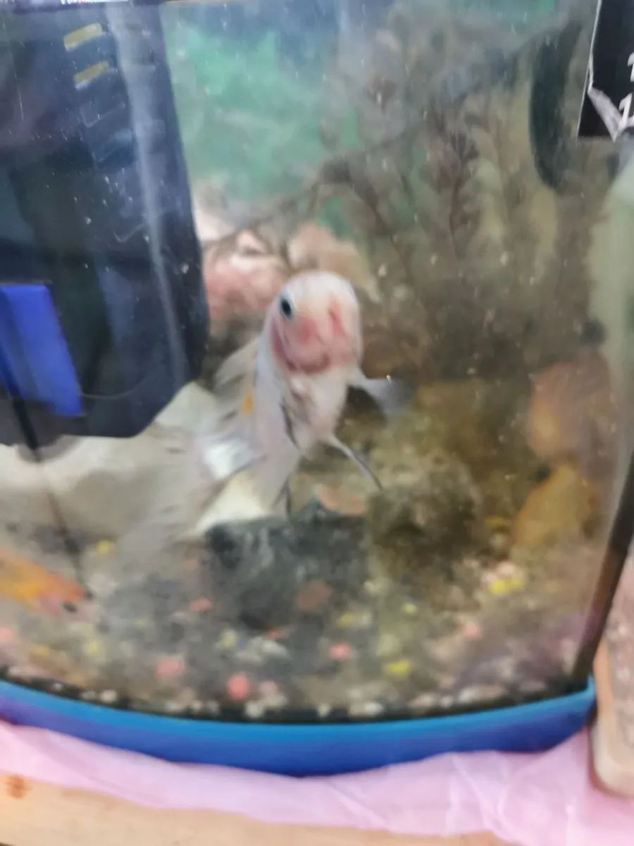 Aquarium ( fish inckl) - Image 1