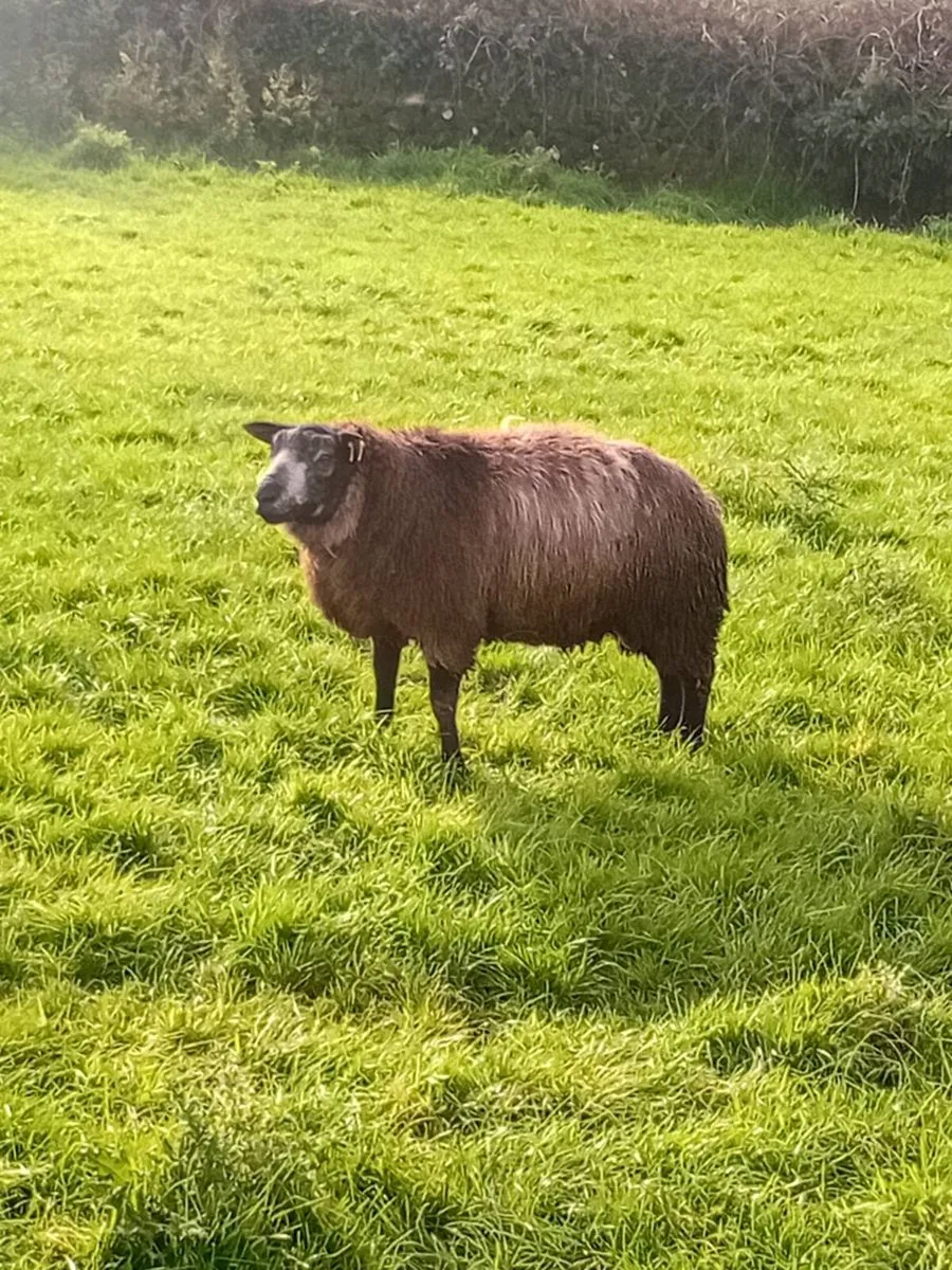 Blue texel - Image 4