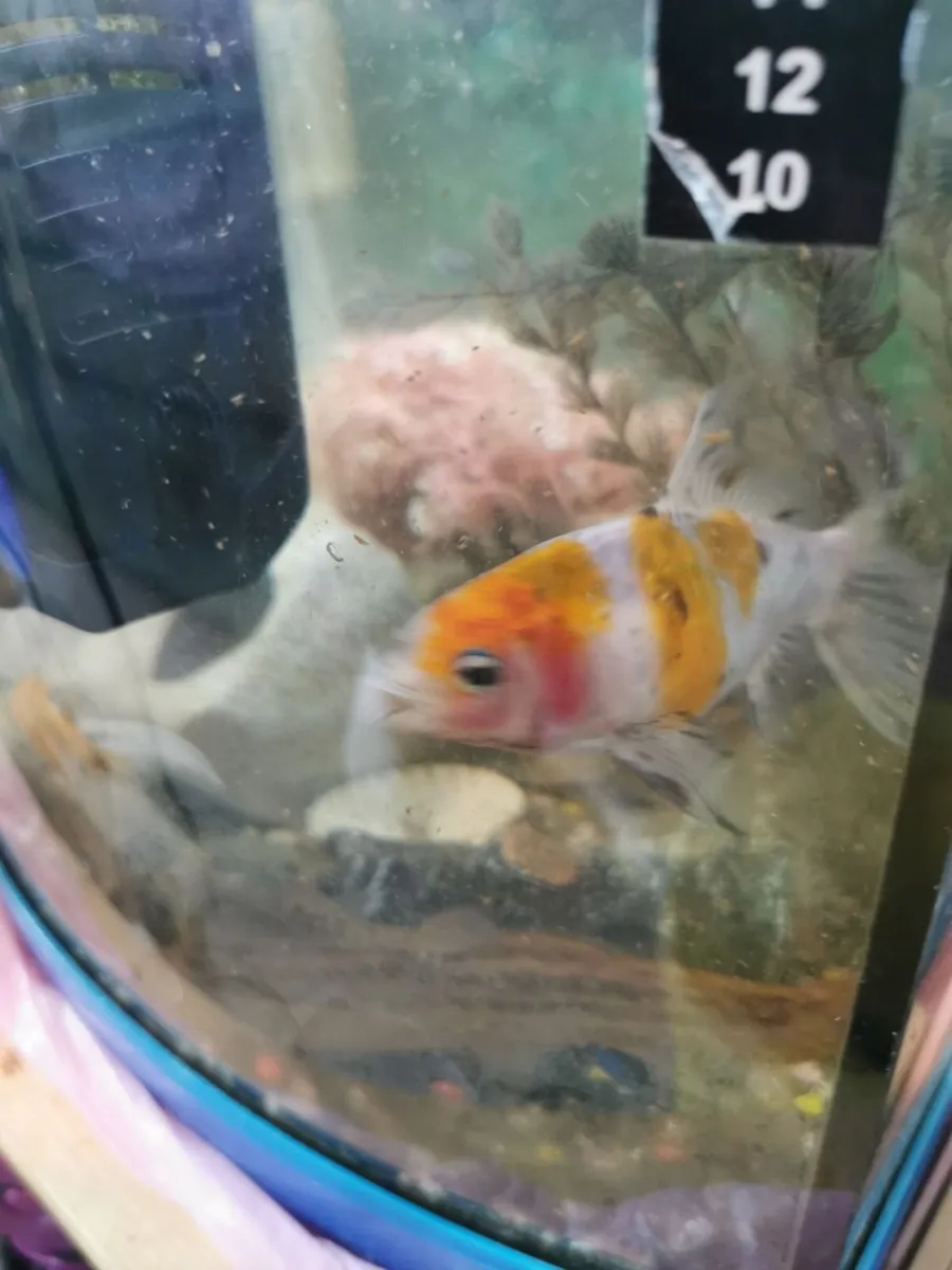 Aquarium ( fish inckl) - Image 3