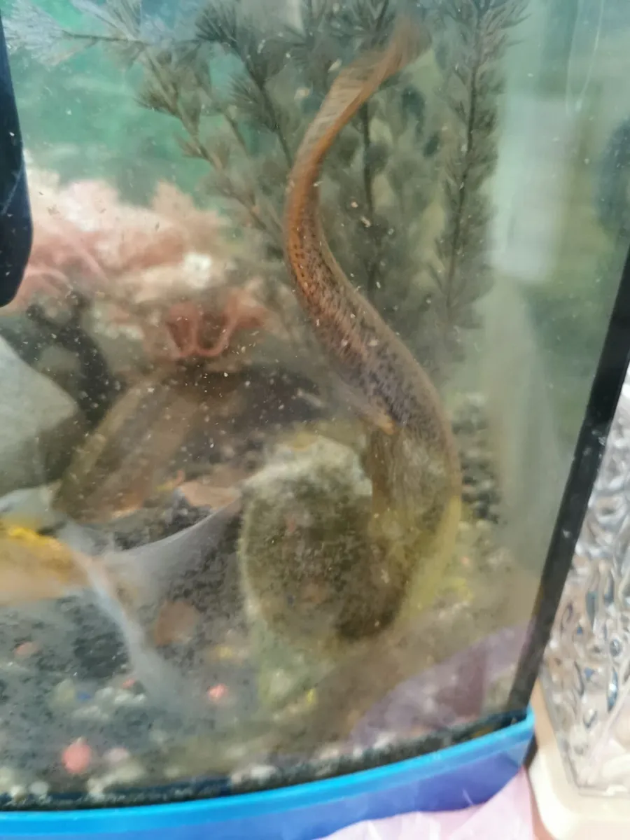 Aquarium ( fish inckl) - Image 4
