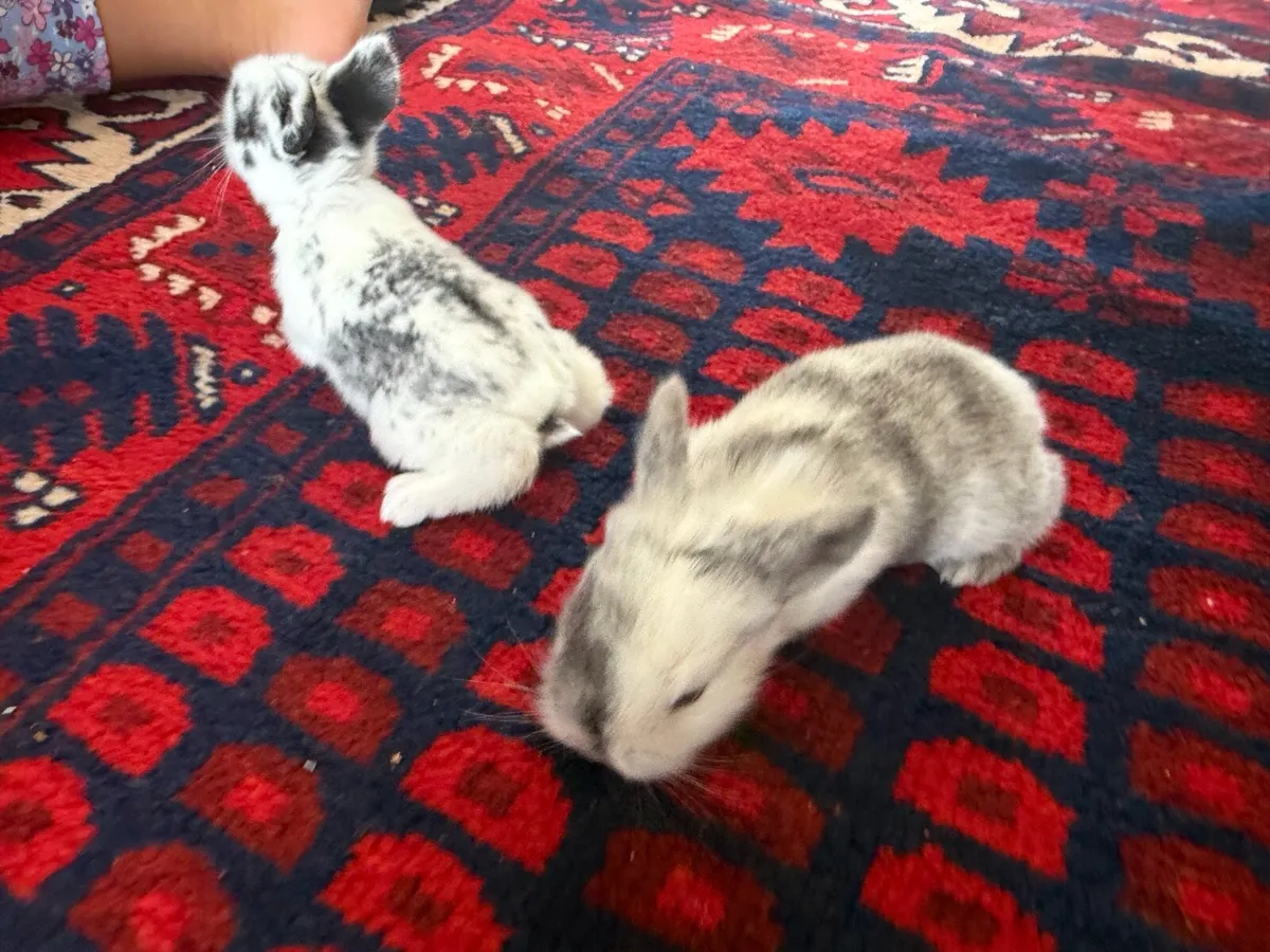 Bunnies - Image 3