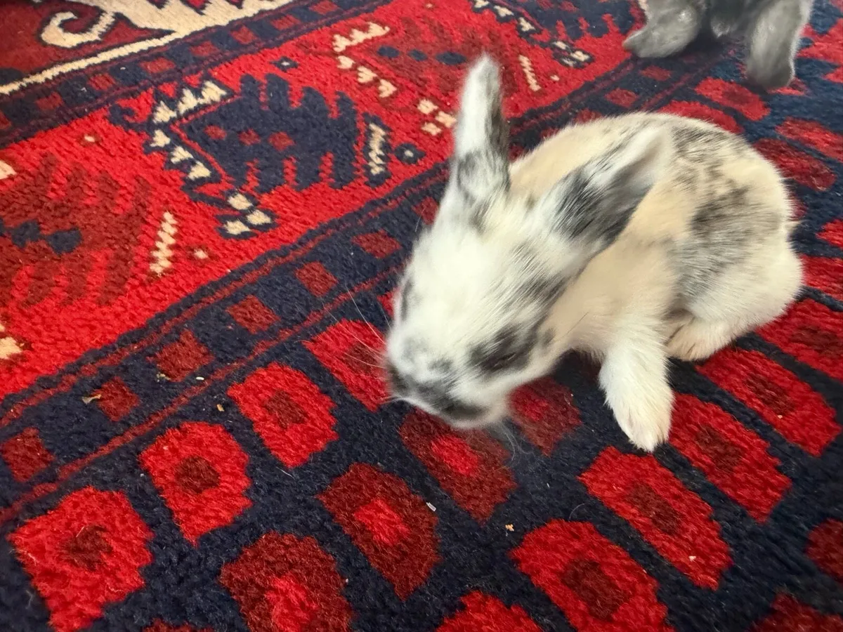 Bunnies - Image 4