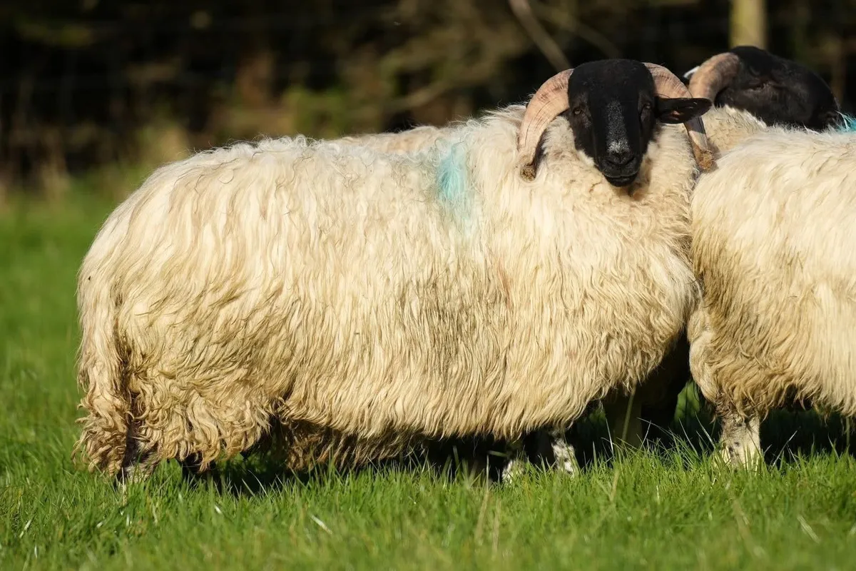 Perth / Scotch Blackface Ram Lambs - Image 3