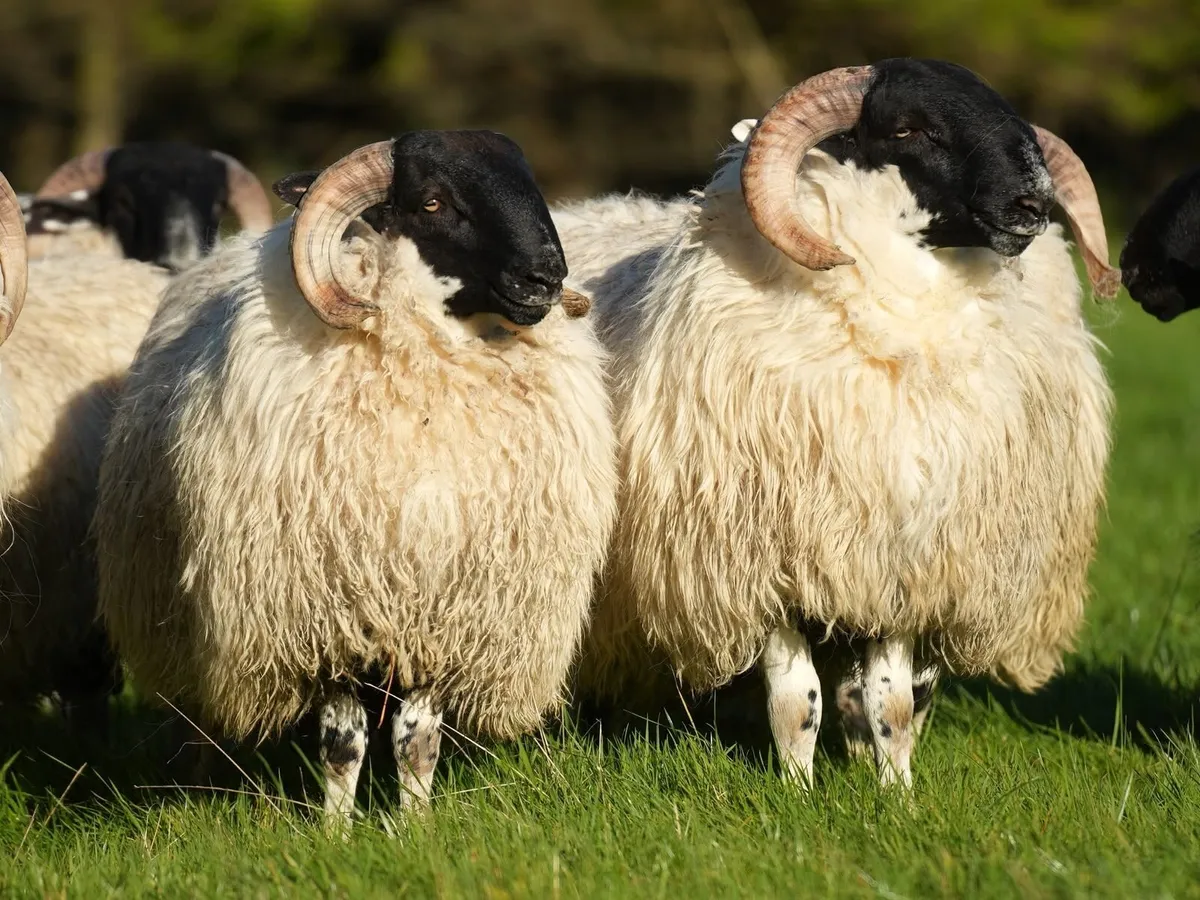 Perth / Scotch Blackface Ram Lambs - Image 4