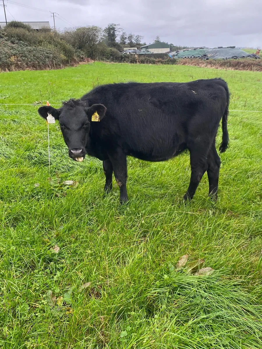 Weanling heifers - Image 2