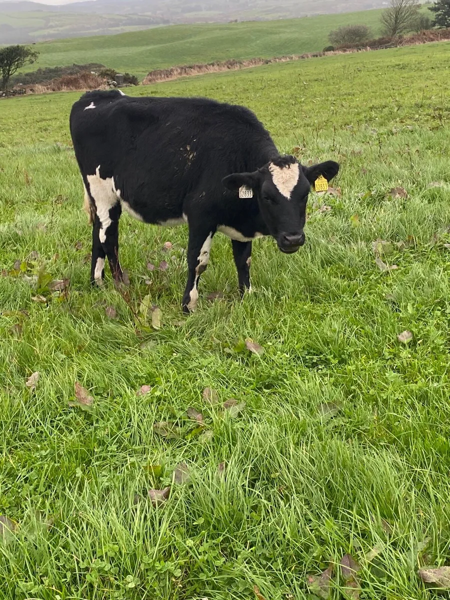Weanling heifers - Image 4