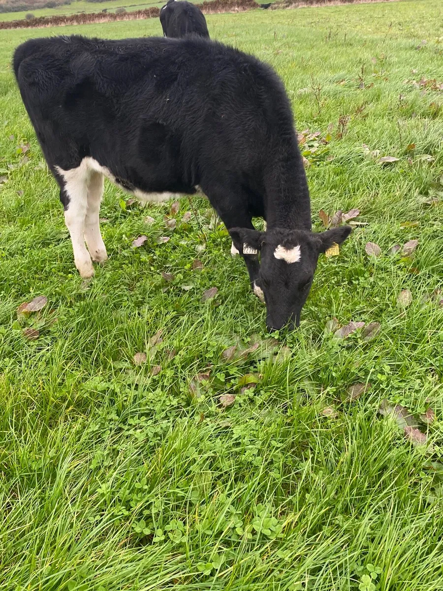 Weanling heifers - Image 3