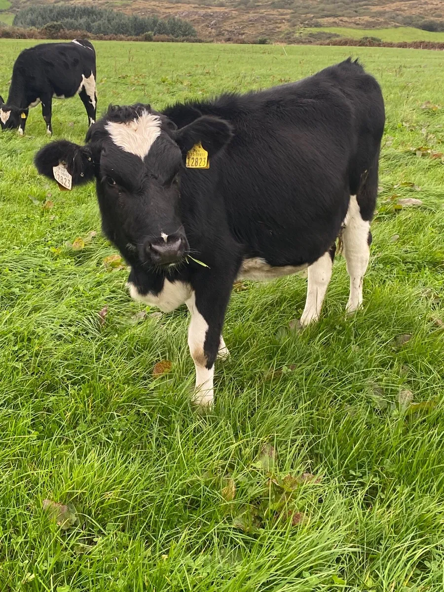 Weanling heifers - Image 1