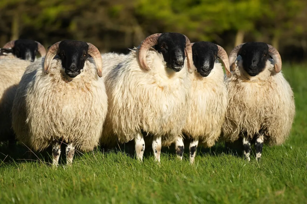 Perth / Scotch Blackface Ram Lambs - Image 2
