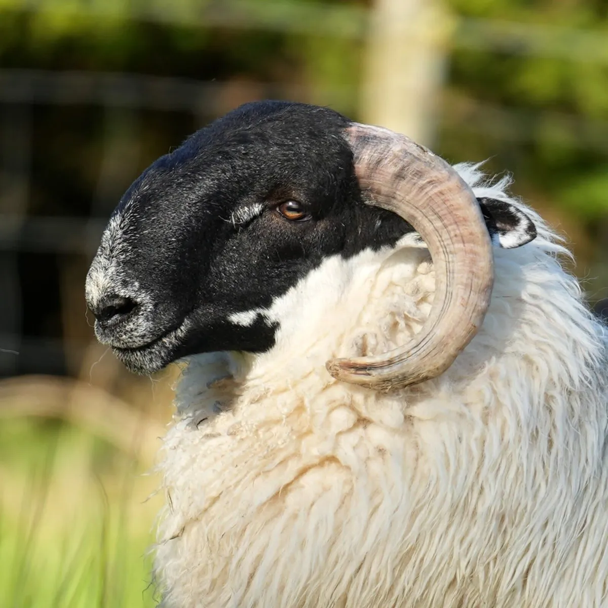 Perth / Scotch Blackface Ram Lambs - Image 1