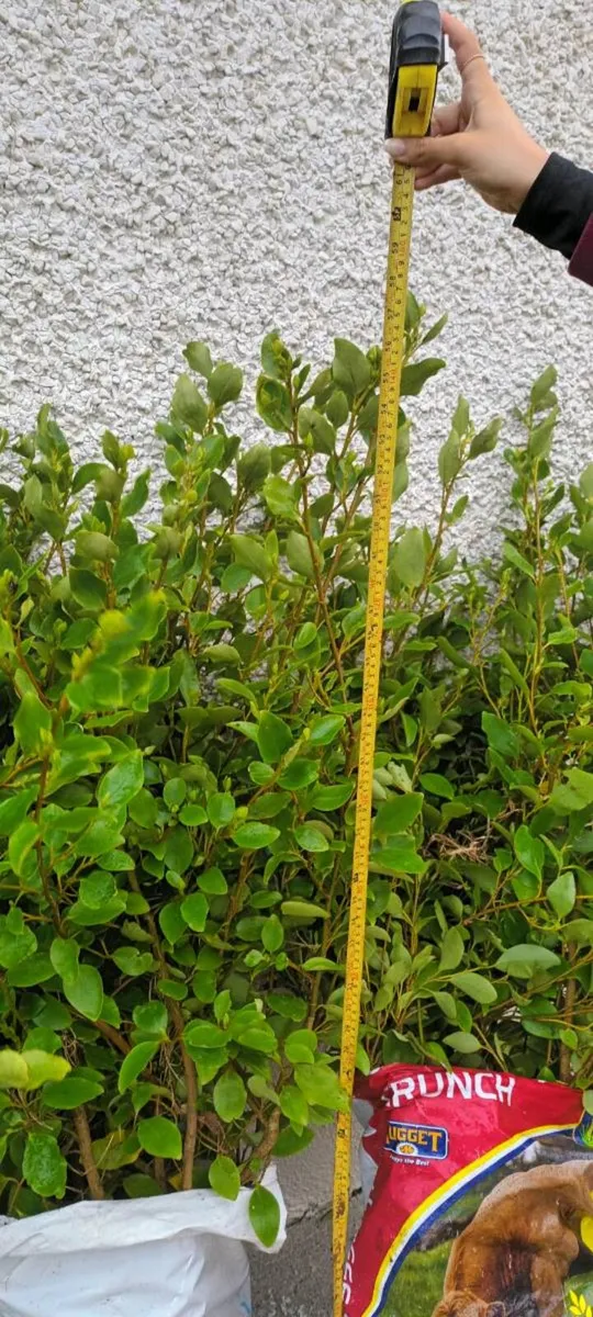 BAGAIN 💰 CHEAP LAUREL / LAURAL HEDGING PLANTS - Image 4