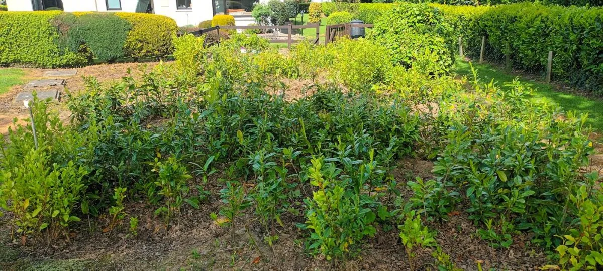 BAGAIN 💰 CHEAP LAUREL / LAURAL HEDGING PLANTS - Image 2
