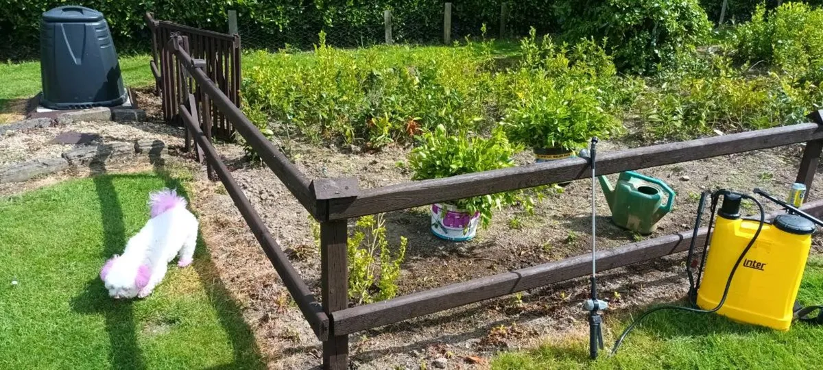 BAGAIN 💰 CHEAP LAUREL / LAURAL HEDGING PLANTS - Image 3
