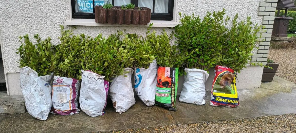 BAGAIN 💰 CHEAP LAUREL / LAURAL HEDGING PLANTS - Image 1